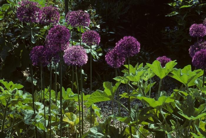 'Purple Sensation' Persian onion - Allium aflatunense from E.C. Brown's Nursery