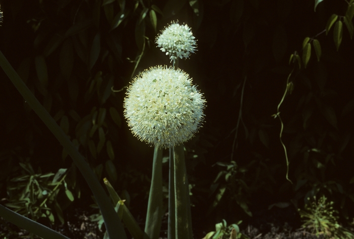 Onion - Allium cepa from E.C. Brown's Nursery