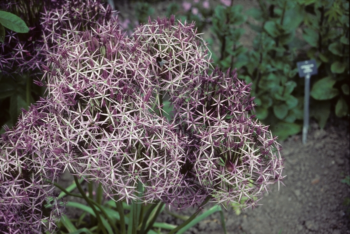 Ornamental Onion - Allium christophii from E.C. Brown's Nursery Ornamental Onion - Allium christophii from E.C. Brown's Nursery