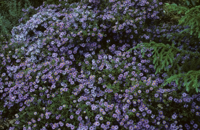 Aster - Aster novae-angliae 'Hella Lacy' from E.C. Brown's Nursery
