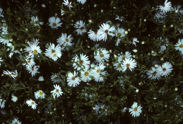 'Mt. Everest' - Aster novae-angliae from E.C. Brown's Nursery 'Mt. Everest' - Aster novae-angliae from E.C. Brown's Nursery