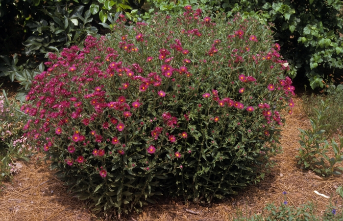 Aster - Aster novae-angliae 'September Ruby' from E.C. Brown's Nursery