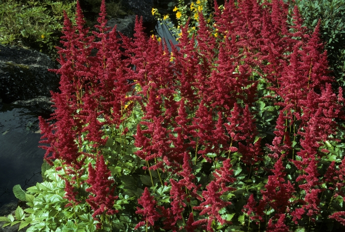 Astilbe - Astilbe x arendsii 'Bonn' from E.C. Brown's Nursery