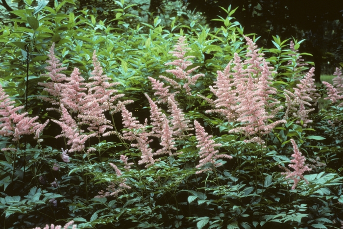 Astilbe - Astilbe x arendsii 'Cattleya' from E.C. Brown's Nursery