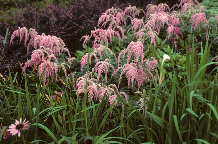 Astilbe - Astilbe x thunbergii 'Ostrich Plume(Straussenfeder)' from E.C. Brown's Nursery
