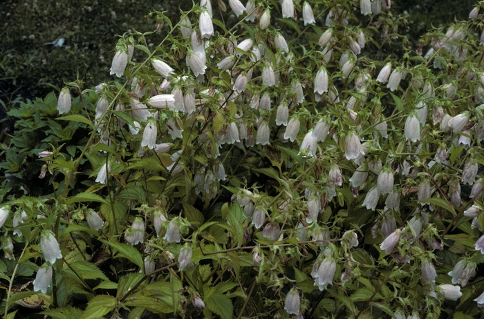 Bluebell - Campanula takesimana from E.C. Brown's Nursery Bluebell - Campanula takesimana from E.C. Brown's Nursery