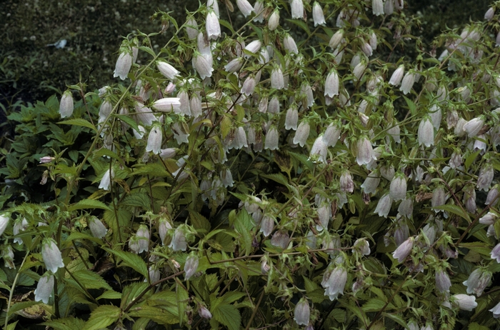 Bluebell - Campanula takesimana from E.C. Brown's Nursery