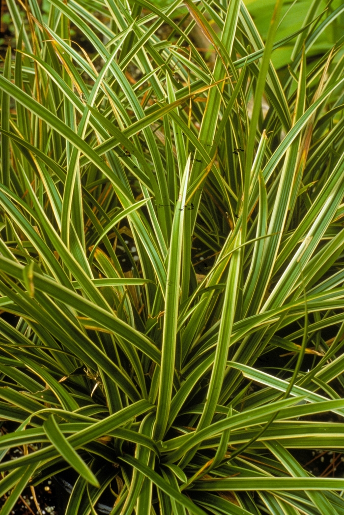 Morrow's Sedge - Carex morrowii 'Ice Dance' from E.C. Brown's Nursery Morrow's Sedge - Carex morrowii 'Ice Dance' from E.C. Brown's Nursery