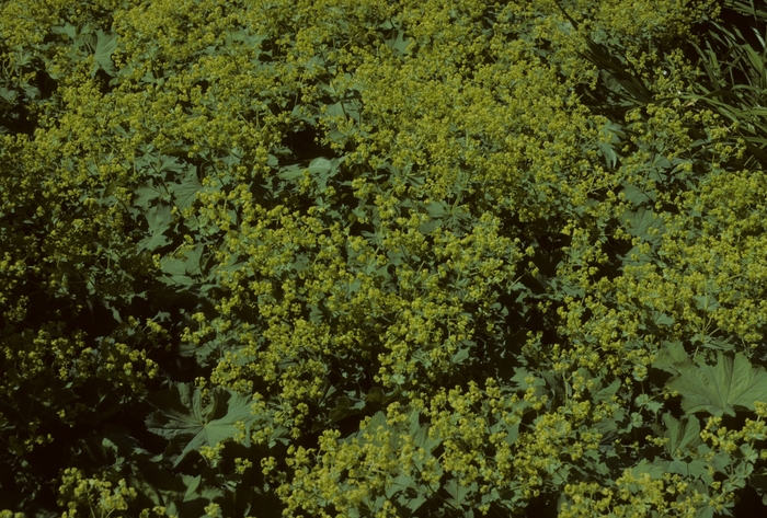 Lady's Mantel - Alchemilla mollis 'Thriller' from E.C. Brown's Nursery Lady's Mantel - Alchemilla mollis 'Thriller' from E.C. Brown's Nursery