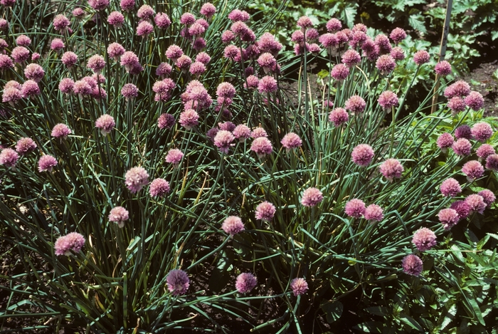 Giant-flowered Chives - Allium schoenoprasum 'Forescate' from E.C. Brown's Nursery