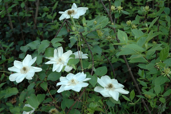 Hybrid Clematis - Clematis hybrid 'Guernsey Cream' from E.C. Brown's Nursery