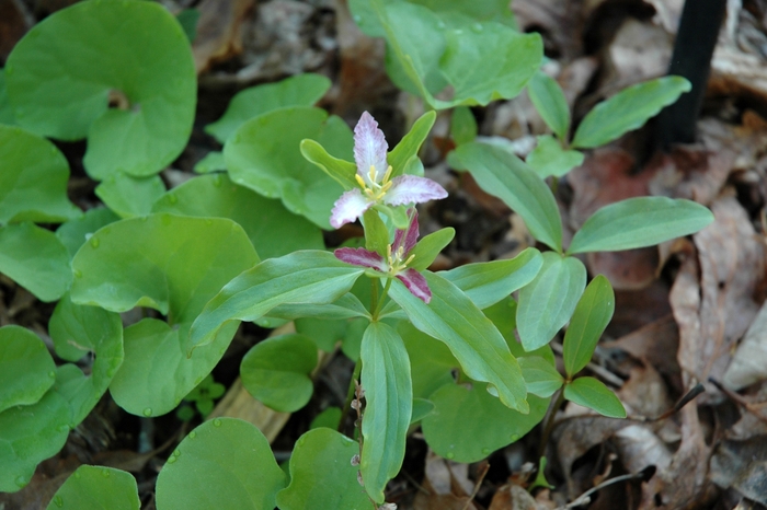 Dwarf Trillium - Trillium pusillum from E.C. Brown's Nursery