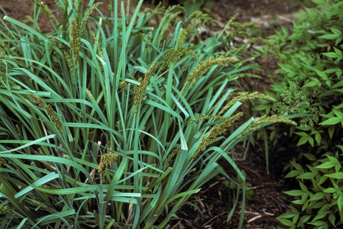 Blue Sedge - Carex glauca from E.C. Brown's Nursery Blue Sedge - Carex glauca from E.C. Brown's Nursery