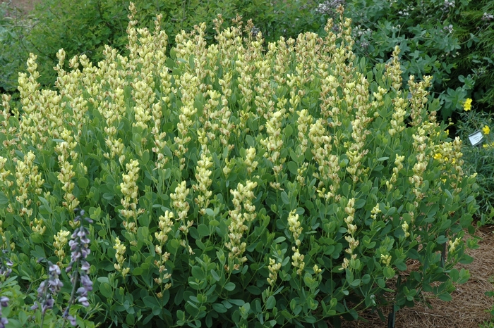 Yellow Indigo - Baptisia leucophaea from E.C. Brown's Nursery