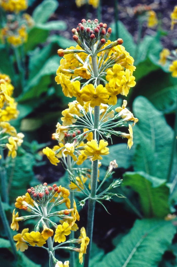Primrose - Primula bulleyana from E.C. Brown's Nursery Primrose - Primula bulleyana from E.C. Brown's Nursery