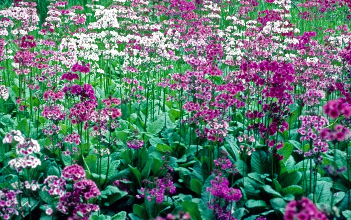 Candelabra Japanese Primrose - Primula japonica from E.C. Brown's Nursery Candelabra Japanese Primrose - Primula japonica from E.C. Brown's Nursery