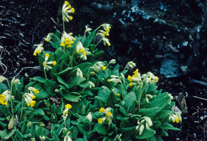 Primrose - Primula veris from E.C. Brown's Nursery