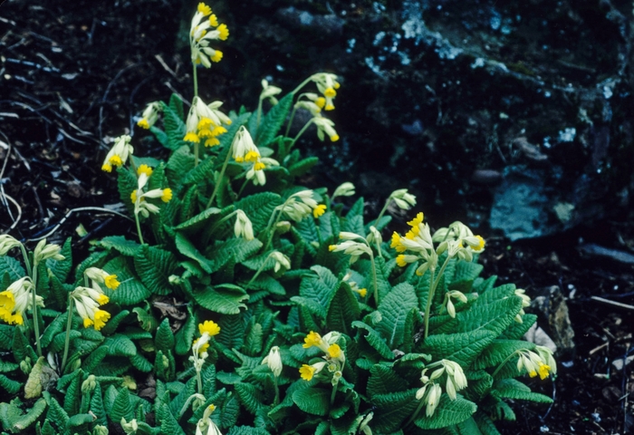 Primrose - Primula veris from E.C. Brown's Nursery Primrose - Primula veris from E.C. Brown's Nursery