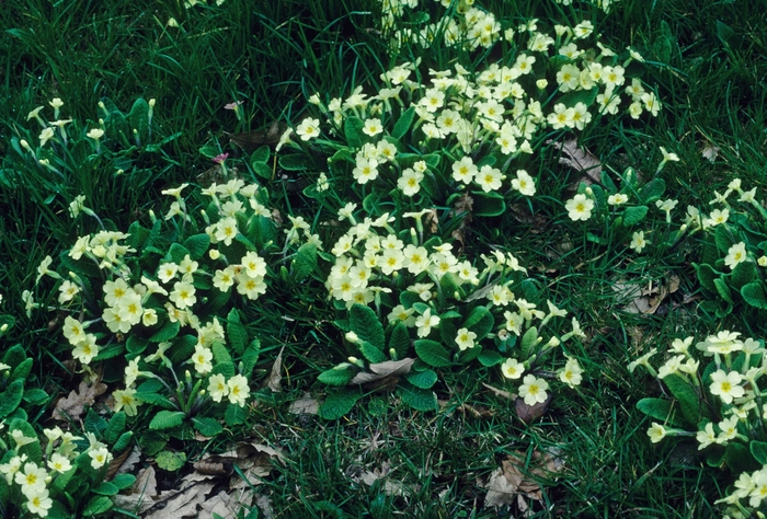 Primrose - Primula vulgaris from E.C. Brown's Nursery Primrose - Primula vulgaris from E.C. Brown's Nursery