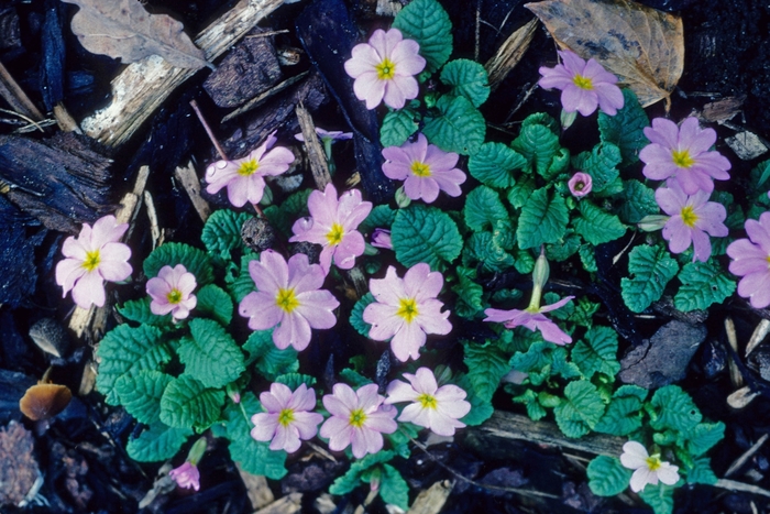 Primrose - Primula vulgaris var sibthorpii from E.C. Brown's Nursery Primrose - Primula vulgaris var sibthorpii from E.C. Brown's Nursery
