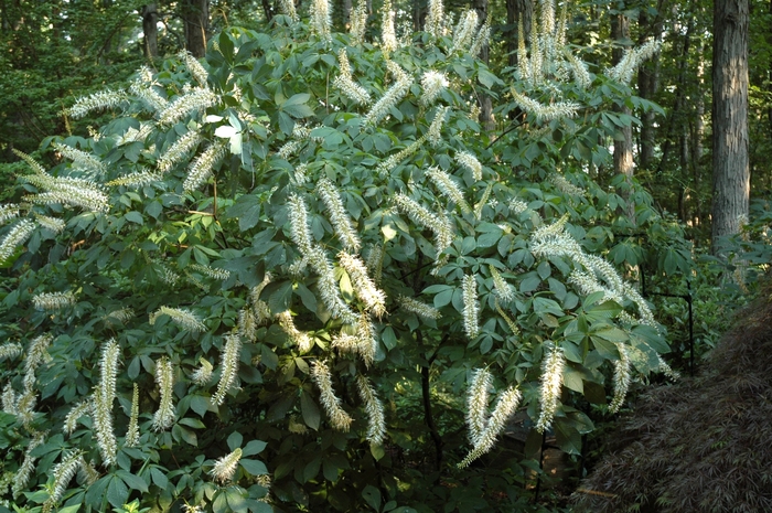 'Rogers Strain' Bottlebrush Buckeye - Aesculus parviflora from E.C. Brown's Nursery 'Rogers Strain' Bottlebrush Buckeye - Aesculus parviflora from E.C. Brown's Nursery