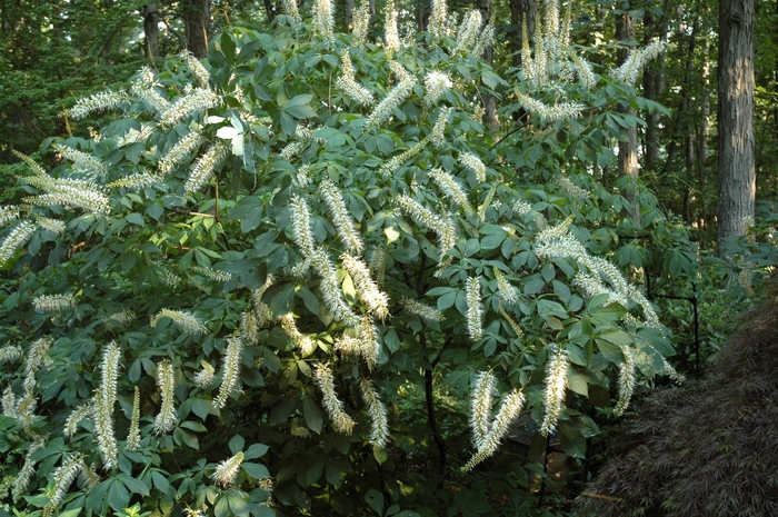 'Rogers Strain' Bottlebrush Buckeye - Aesculus parviflora from E.C. Brown's Nursery