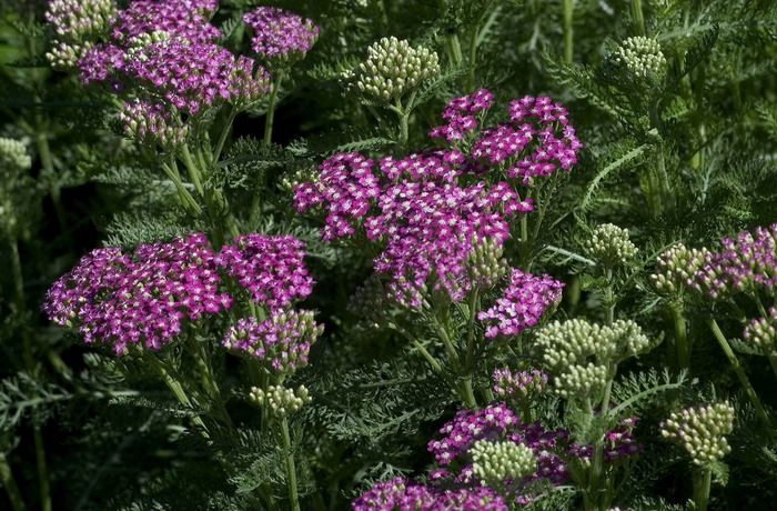 Common Yarrow - Achillea millefolium ''Oertel's Rose'' from E.C. Brown's Nursery Common Yarrow - Achillea millefolium ''Oertel's Rose'' from E.C. Brown's Nursery