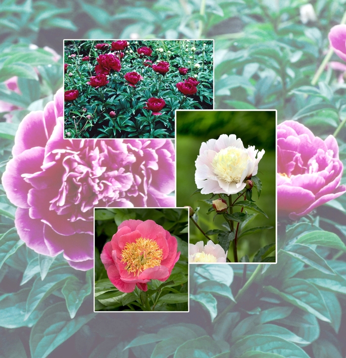 Multiple Varieties - Paeonia from E.C. Brown's Nursery