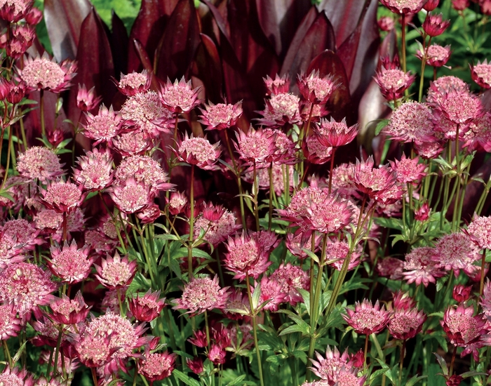 Barrenwort - Astrantia major 'Hadspen Blood' from E.C. Brown's Nursery Barrenwort - Astrantia major 'Hadspen Blood' from E.C. Brown's Nursery