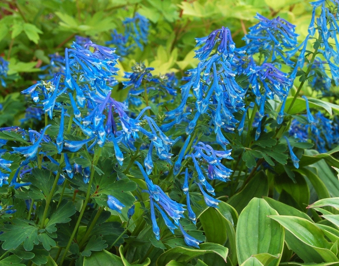 Blue Corydalis - Corydalis elata from E.C. Brown's Nursery Blue Corydalis - Corydalis elata from E.C. Brown's Nursery