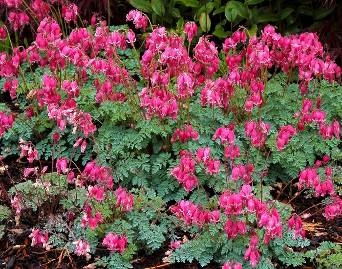Fern-Leaf Bleeding Heart - Dicentra 'King of Hearts' from E.C. Brown's Nursery Fern-Leaf Bleeding Heart - Dicentra 'King of Hearts' from E.C. Brown's Nursery