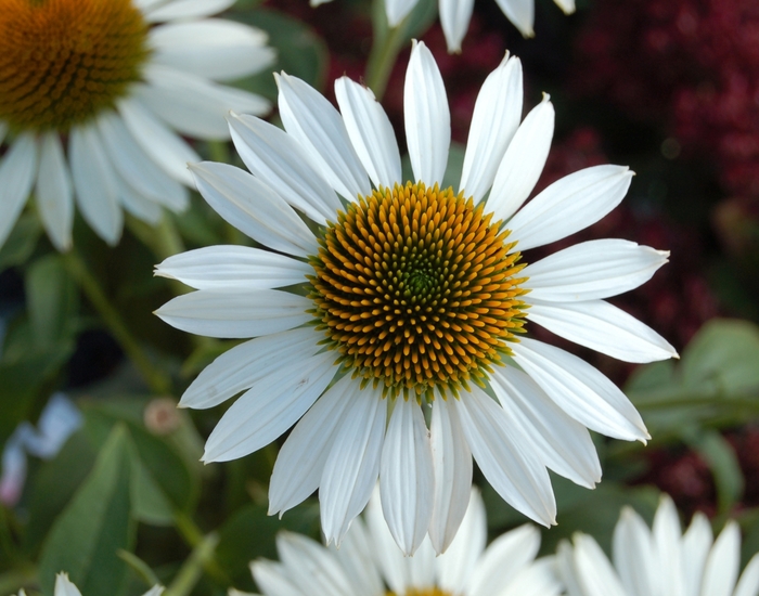 HAPPY STAR Coneflower - Echinacea purpurea 'Happy Star' from E.C. Brown's Nursery HAPPY STAR Coneflower - Echinacea purpurea 'Happy Star' from E.C. Brown's Nursery
