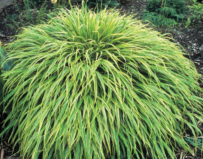 Japenese Forest Grass - Hakonechloa macra 'Albo-Striata' from E.C. Brown's Nursery