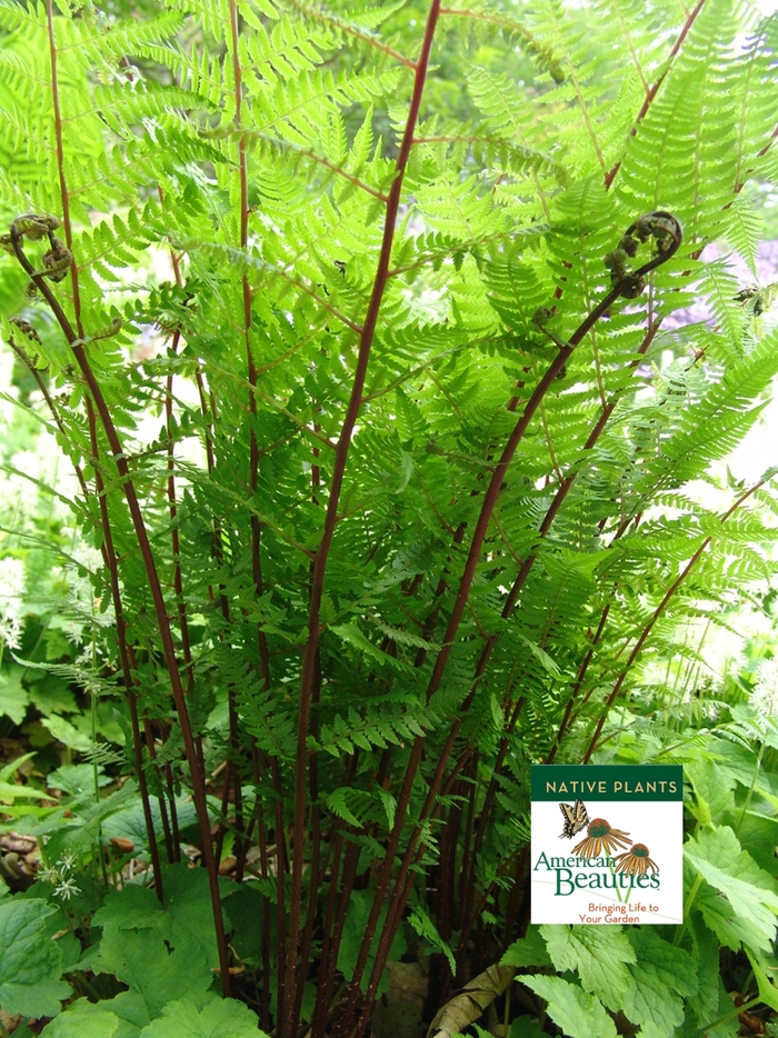Red Lady Fern - Athyrium filix-femina 'Lady in Red' from E.C. Brown's Nursery