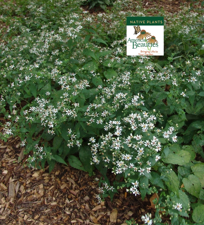 White Woodland Aster - Aster divaricatus from E.C. Brown's Nursery