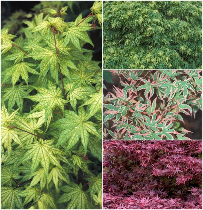Japanese Maple - Acer palmatum - Multiple Varieties from E.C. Brown's Nursery