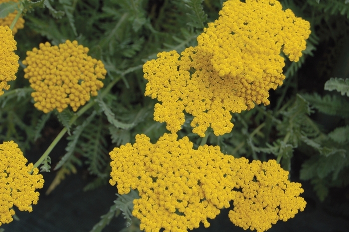 Yarrow - Achillea hybrid 'Coronation Gold' from E.C. Brown's Nursery Yarrow - Achillea hybrid 'Coronation Gold' from E.C. Brown's Nursery