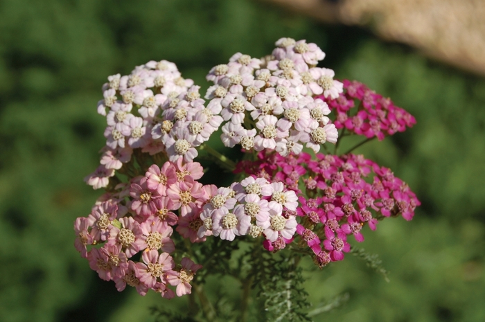 Yarrow - Achillea 'Summer Pastels' from E.C. Brown's Nursery Yarrow - Achillea 'Summer Pastels' from E.C. Brown's Nursery