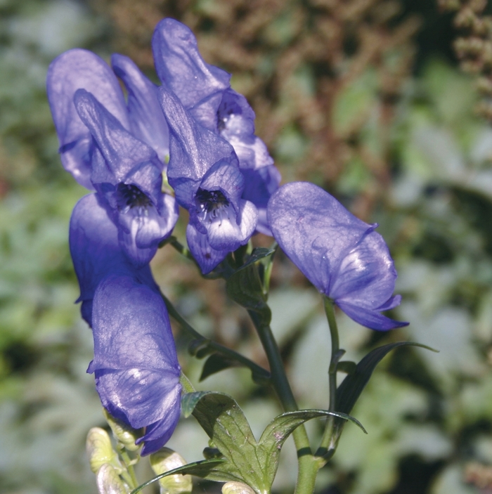 Monkshood - Aconitum fischeri from E.C. Brown's Nursery