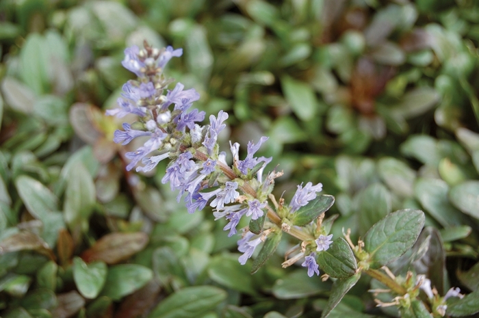 Ajuga - Ajuga Reptans 'Chocolate Chip' from E.C. Brown's Nursery Ajuga - Ajuga Reptans 'Chocolate Chip' from E.C. Brown's Nursery