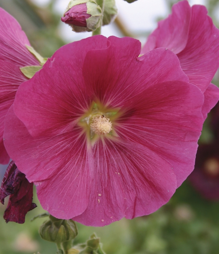 Hollyhock - Alcea rosea 'Indian Spring' from E.C. Brown's Nursery Hollyhock - Alcea rosea 'Indian Spring' from E.C. Brown's Nursery