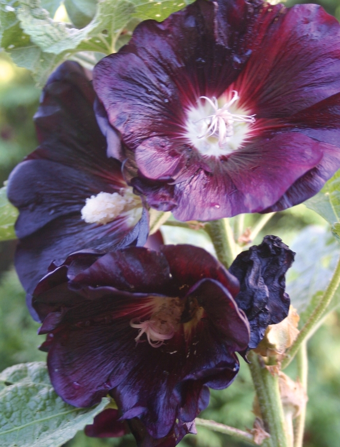 'Nigra' Hollyhock - Alcea rosea from E.C. Brown's Nursery 'Nigra' Hollyhock - Alcea rosea from E.C. Brown's Nursery