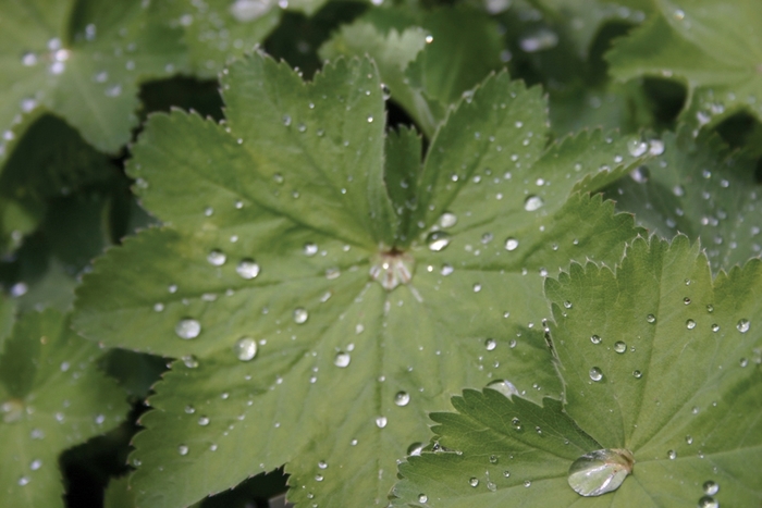 Lady's Mantle - Alchemilla mollis from E.C. Brown's Nursery