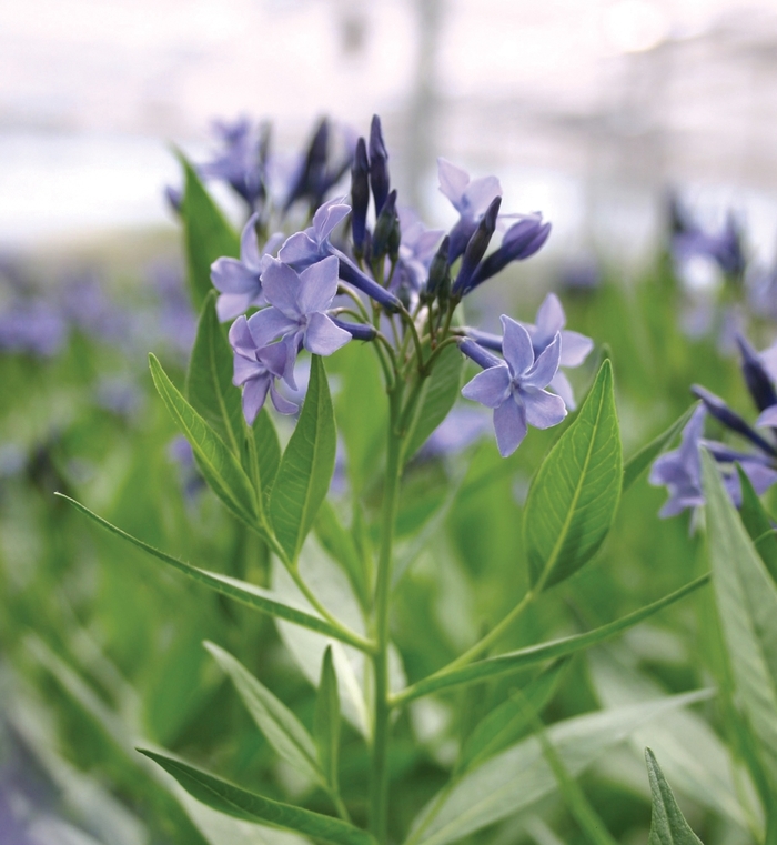 Blue Ice Blue Star - Amsonia 'Blue Ice' from E.C. Brown's Nursery