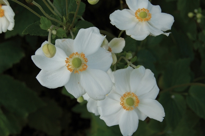 Honorine Jobert Anemone - Anemone 'Honorine Jobert' from E.C. Brown's Nursery