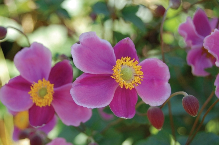 Anemone - Anemone 'September Charm' from E.C. Brown's Nursery