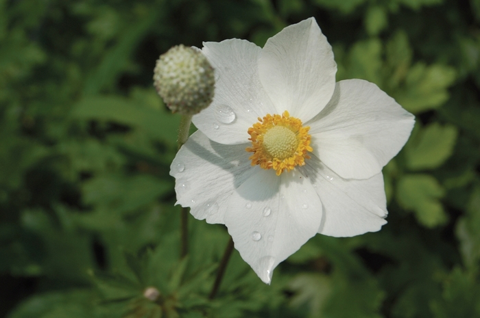 Snowdrop Windflower - Anemone sylvestris from E.C. Brown's Nursery