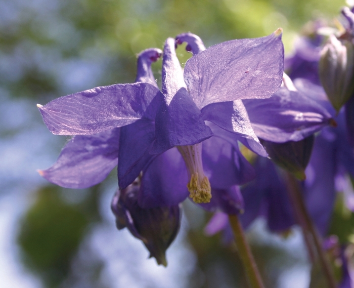 Columbine - Aquilegia alpina from E.C. Brown's Nursery