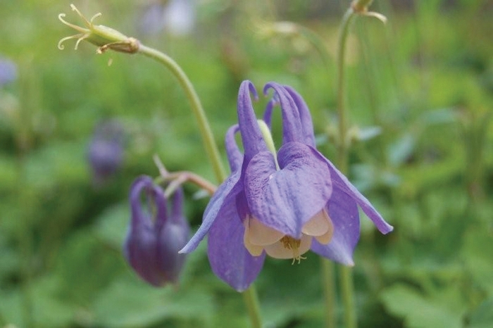 Columbine - Aquilegia flabellata 'Mini Star' from E.C. Brown's Nursery Columbine - Aquilegia flabellata 'Mini Star' from E.C. Brown's Nursery
