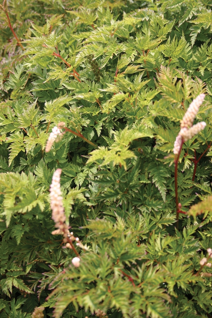 Miniature Goatsbeard - Aruncus aethusifolius 'Noble Spirits' from E.C. Brown's Nursery